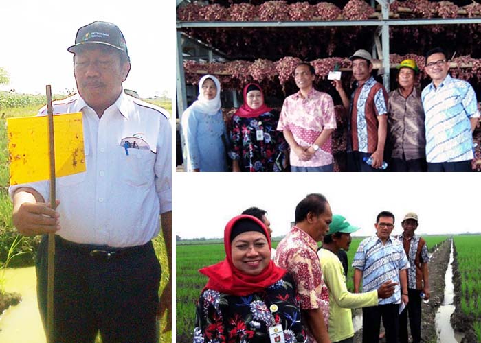 Dirjen Hortikultura Kerahkan Tim ke Cirebon, Kendalikan Hama Bawang Merah